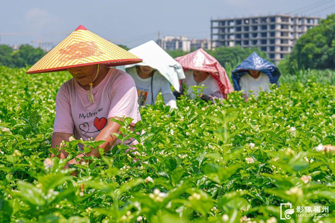 夏日香气！福州茉莉花采收啦！