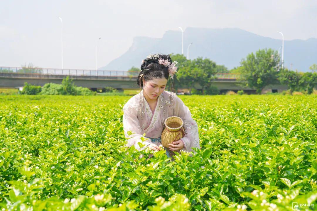 夏日香气！福州茉莉花采收啦！