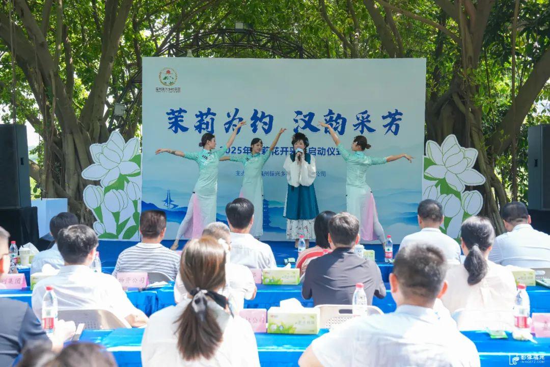 夏日香气！福州茉莉花采收啦！
