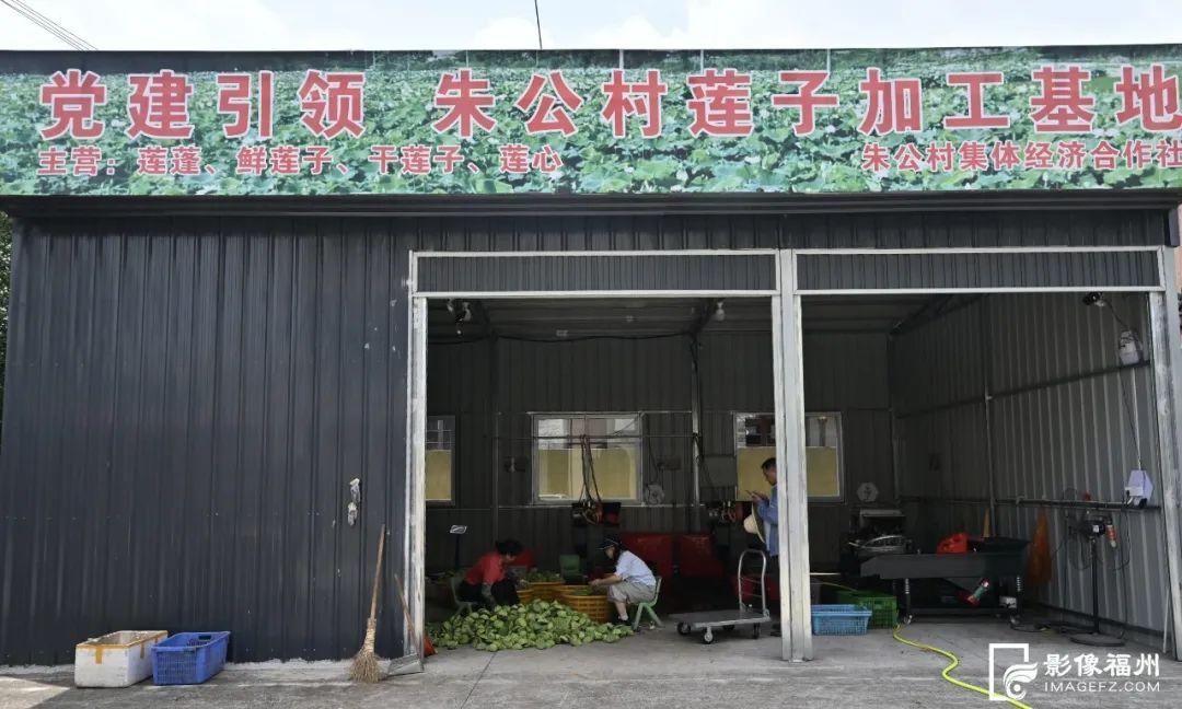 采莲啦!福州这个村“荷”你有约 采莲啦!福州这个村“荷”你有约