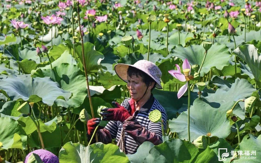 采莲啦!福州这个村“荷”你有约 采莲啦!福州这个村“荷”你有约