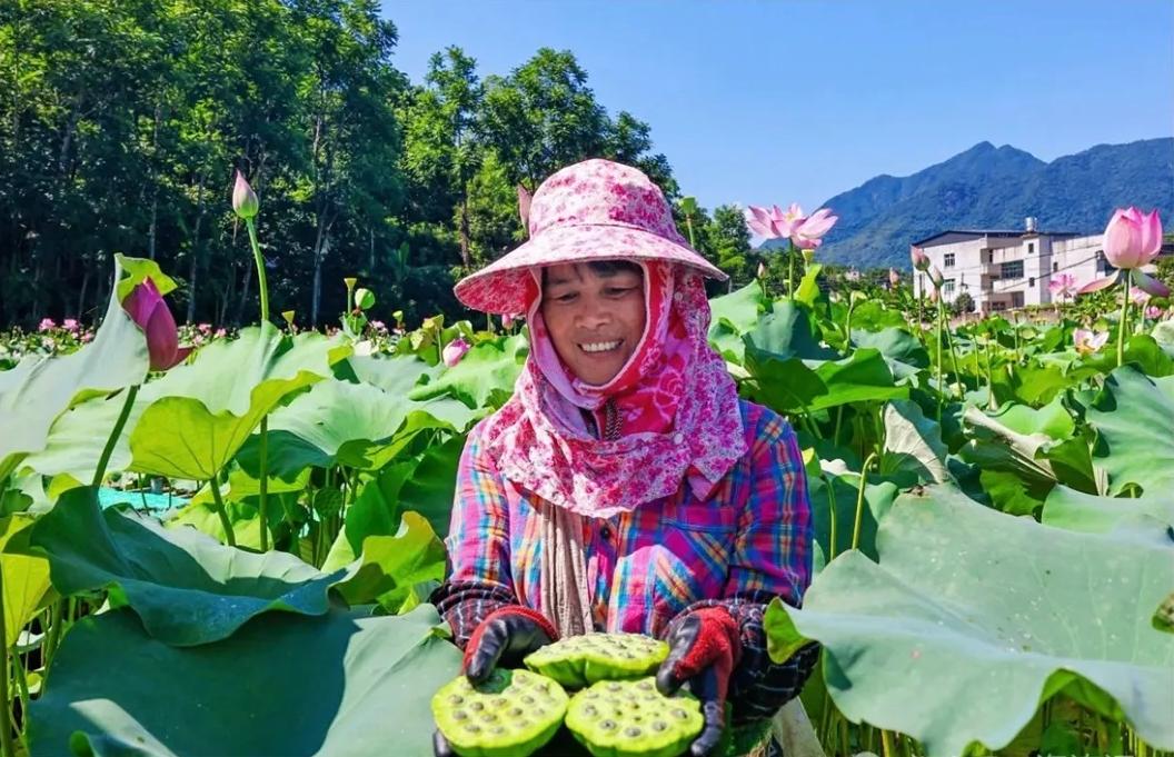 采莲啦!福州这个村“荷”你有约 采莲啦!福州这个村“荷”你有约