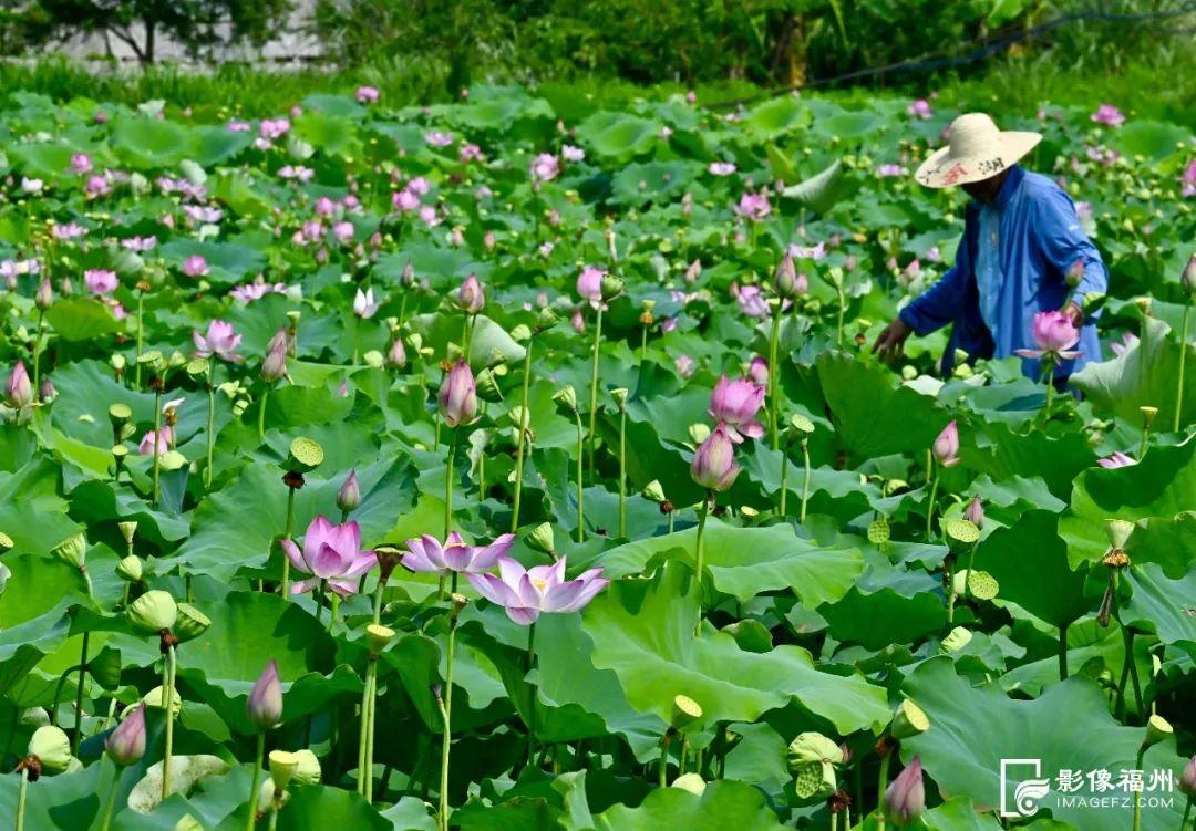 采莲啦!福州这个村“荷”你有约 采莲啦!福州这个村“荷”你有约