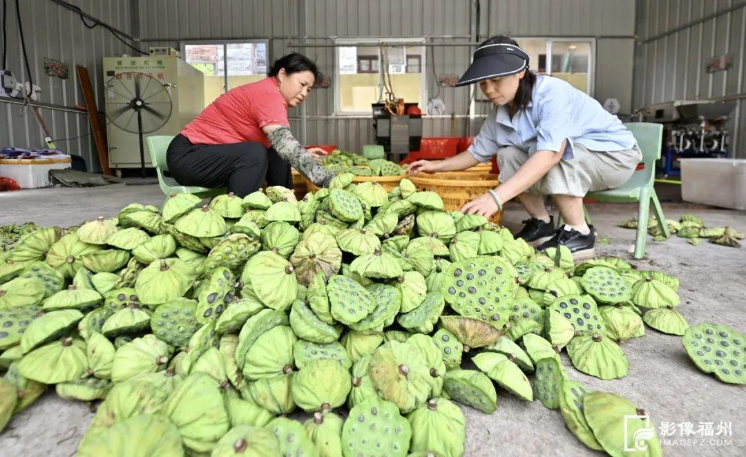 采莲啦!福州这个村“荷”你有约 采莲啦!福州这个村“荷”你有约