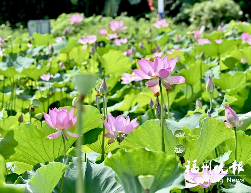 连江朱公村：“朱莲碧荷”迸发新活力