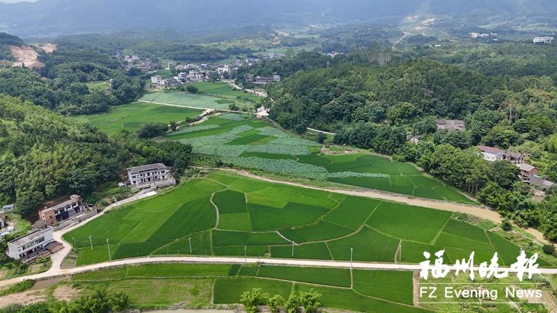 连江朱公村：“朱莲碧荷”迸发新活力