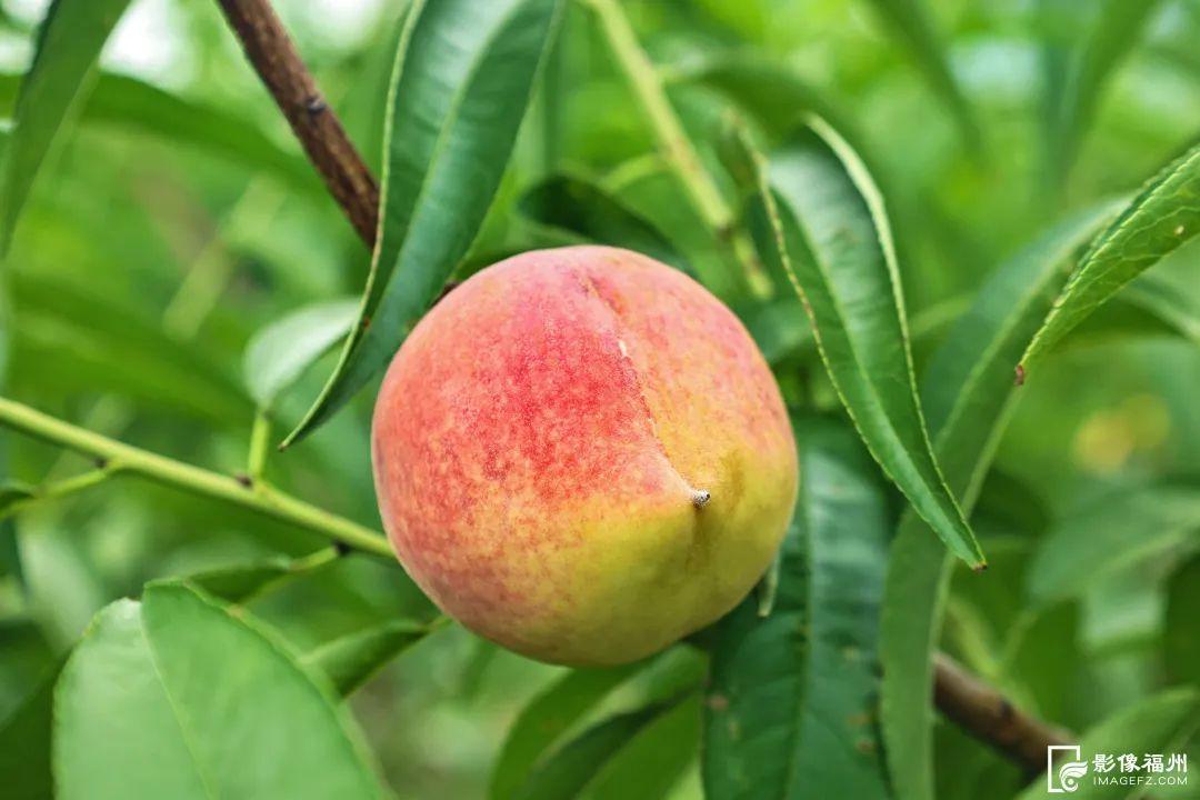 一大波夏季时令水果来袭，赶紧去尝鲜吧！