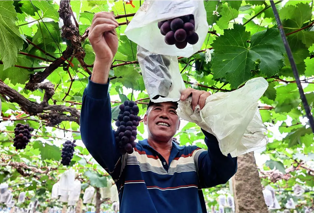一大波夏季时令水果来袭，赶紧去尝鲜吧！