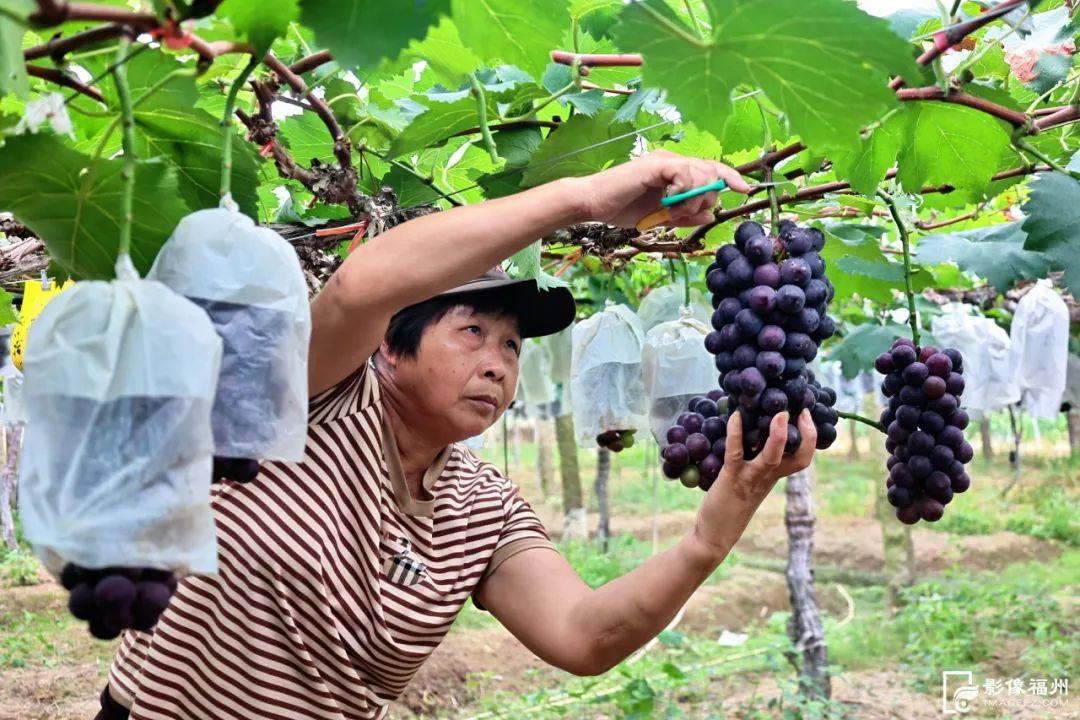 一大波夏季时令水果来袭，赶紧去尝鲜吧！