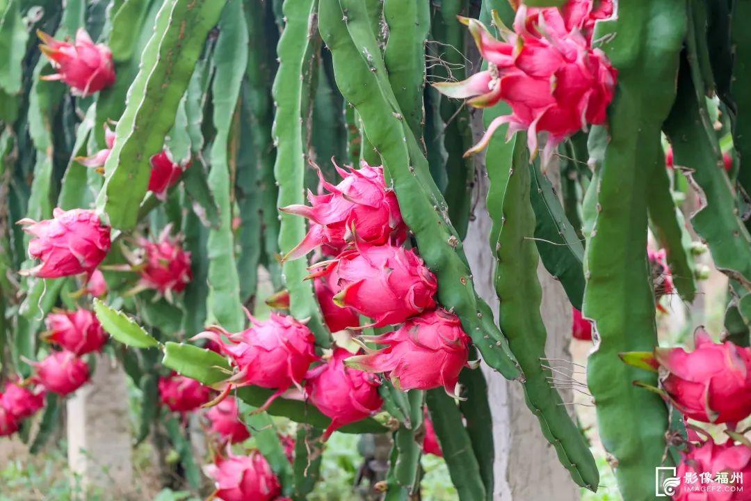 一大波夏季时令水果来袭，赶紧去尝鲜吧！
