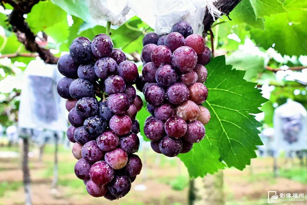 一大波夏季时令水果来袭，赶紧去尝鲜吧！