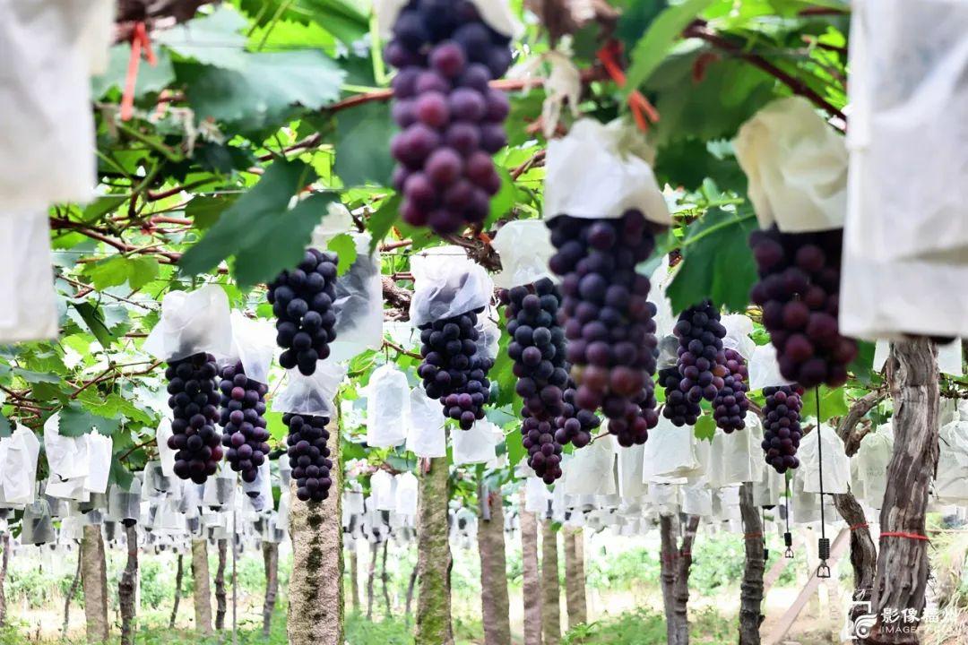 一大波夏季时令水果来袭，赶紧去尝鲜吧！