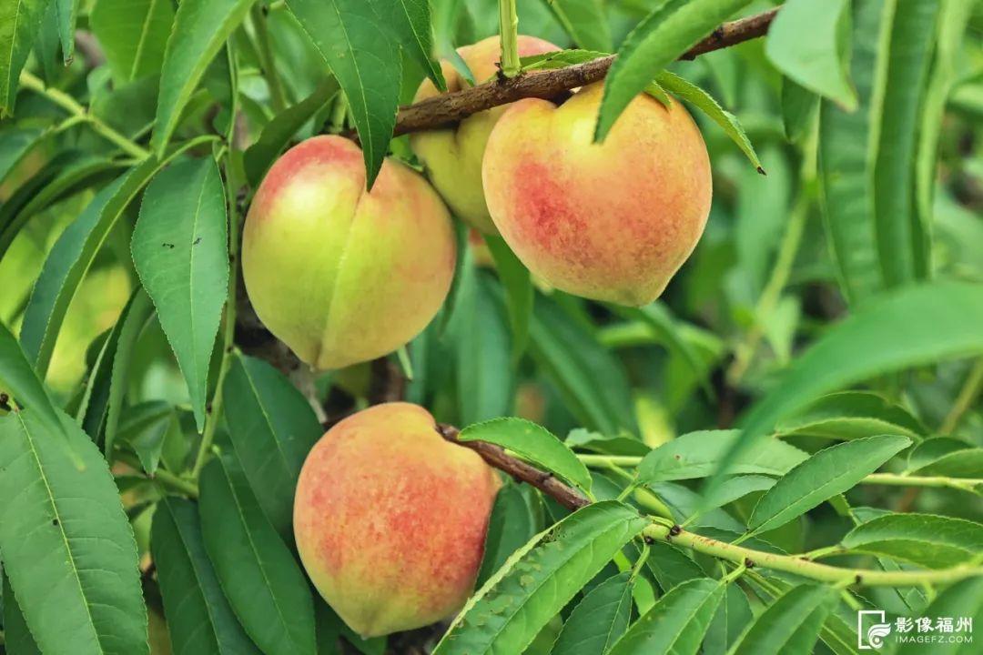 一大波夏季时令水果来袭，赶紧去尝鲜吧！