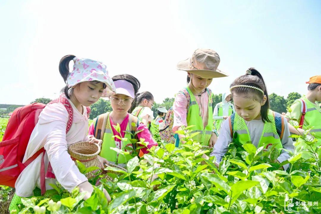 文化演出、窨制工艺、非遗市集……福味“文化大餐”邀你共品！