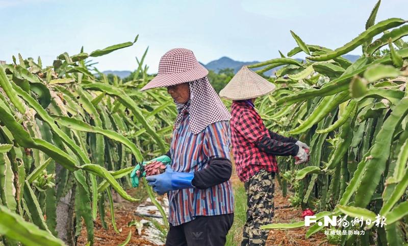 桃甜荔红火龙果飘香 连江时令水果甜蜜上市
