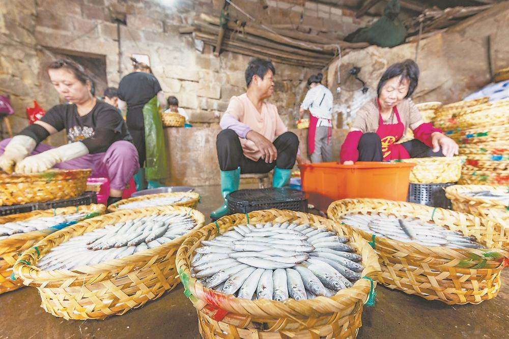 连江：夏日鳀鱼加工忙