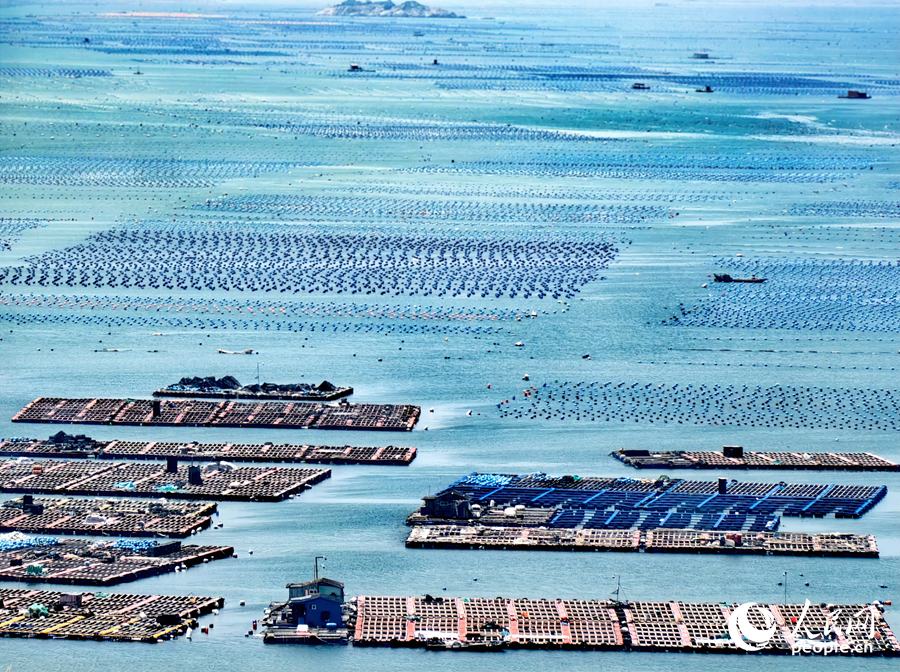 人民网聚焦福州：这片“海上牧场” “鲍”发力十足