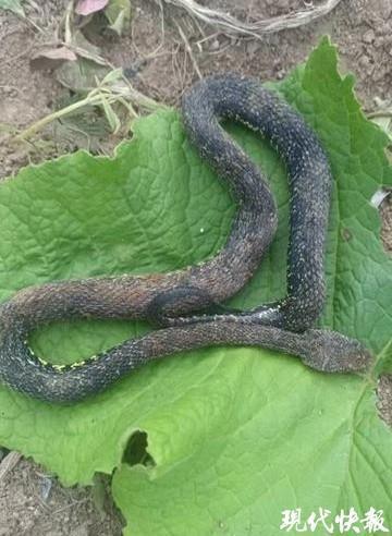 男子被毒蛇咬伤 网友隔空提醒救命