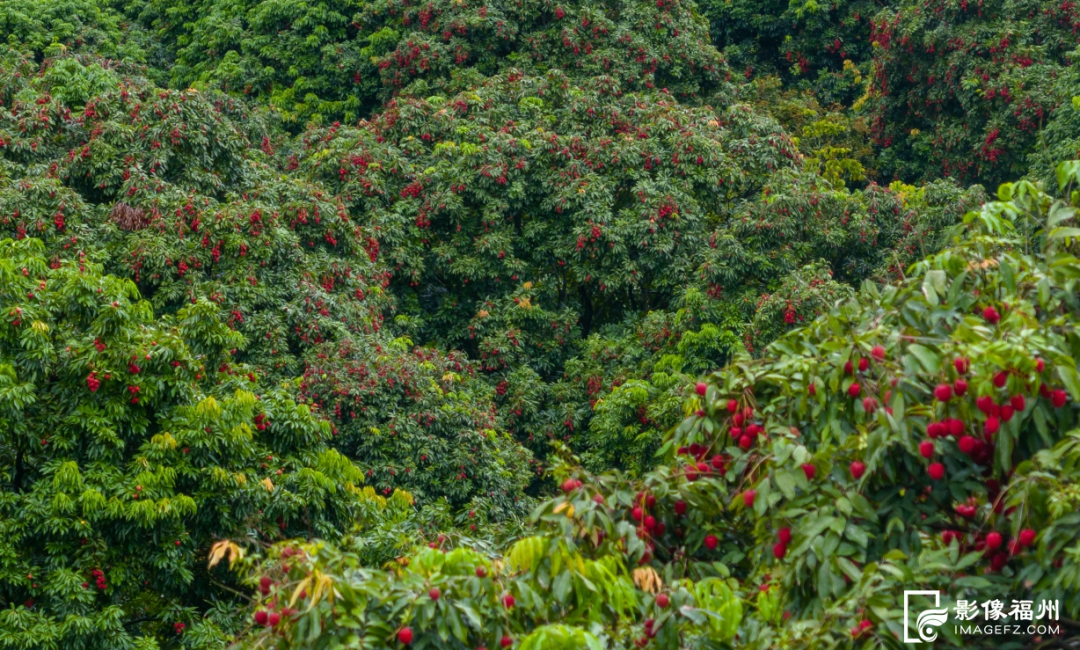 大暑时节，福州人都吃点啥？