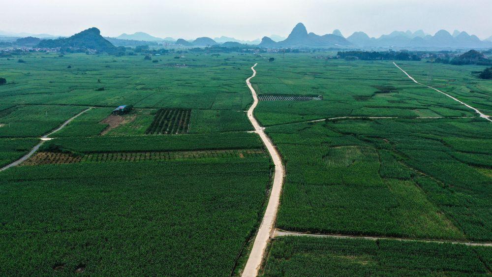 习近平总书记关切事｜一根甘蔗“两头甜”——把地方特色产业做优做强之一