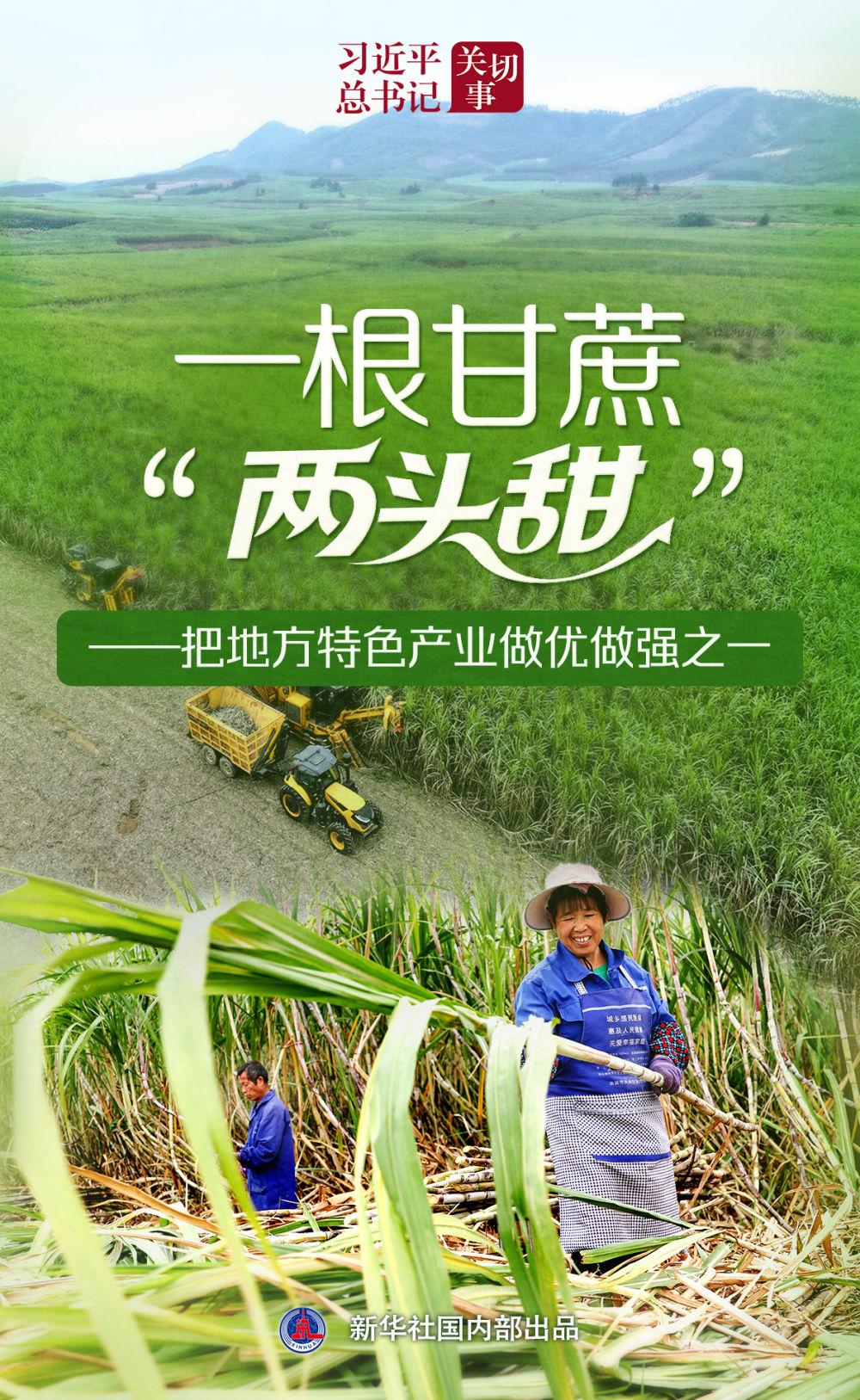 习近平总书记关切事｜一根甘蔗“两头甜”——把地方特色产业做优做强之一
