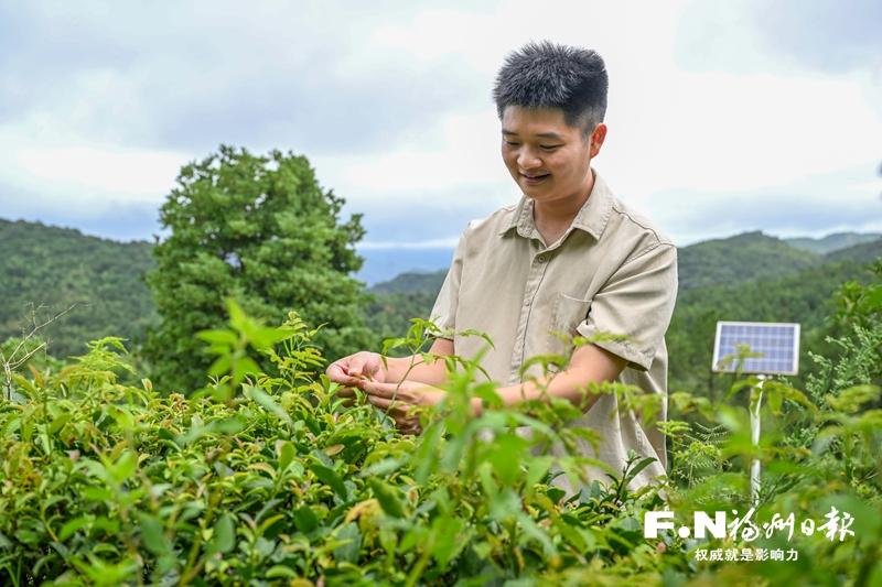 老茶园里的“新茶经”——茶学硕士让茶叶“年轻”起来