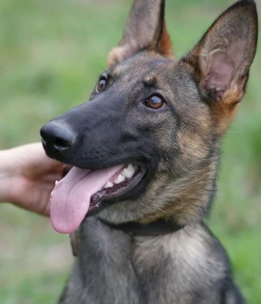 “大几发小狗？”“好像是大二下学期！”