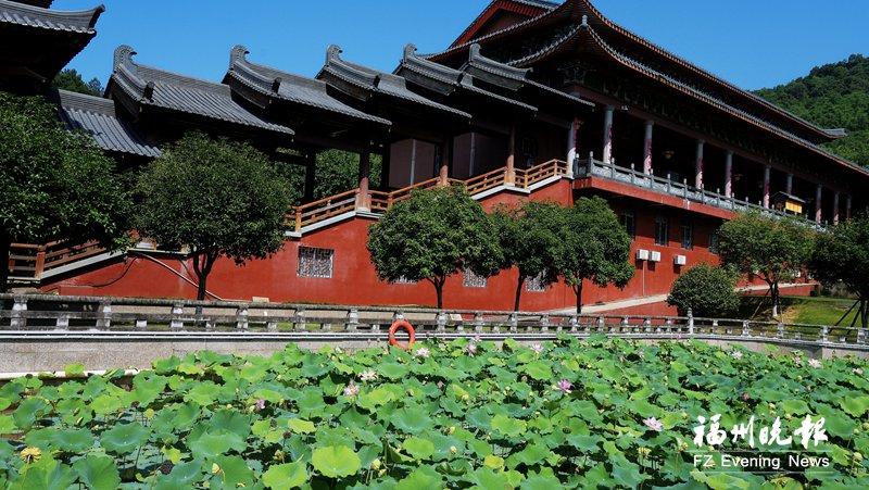 旗山万佛寺荷开正当时 千年古刹书写文化新篇章