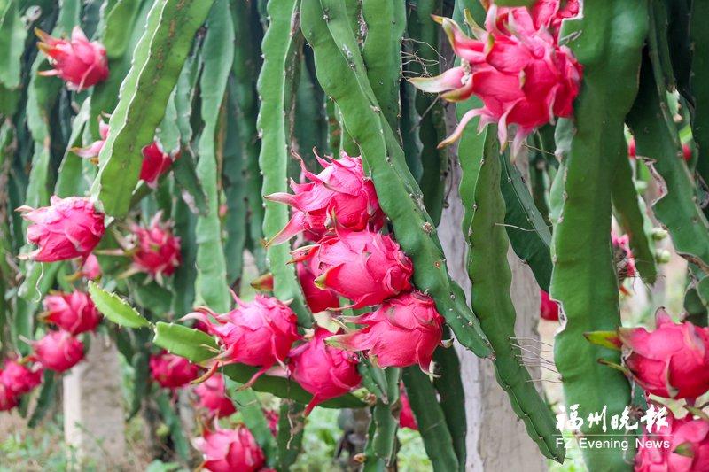 臺灣優質火龍果在連江獲豐收