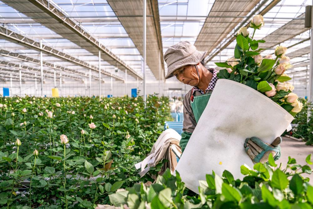 习近平总书记关切事｜幸福生活像花儿一样——把地方特色产业做优做强之二