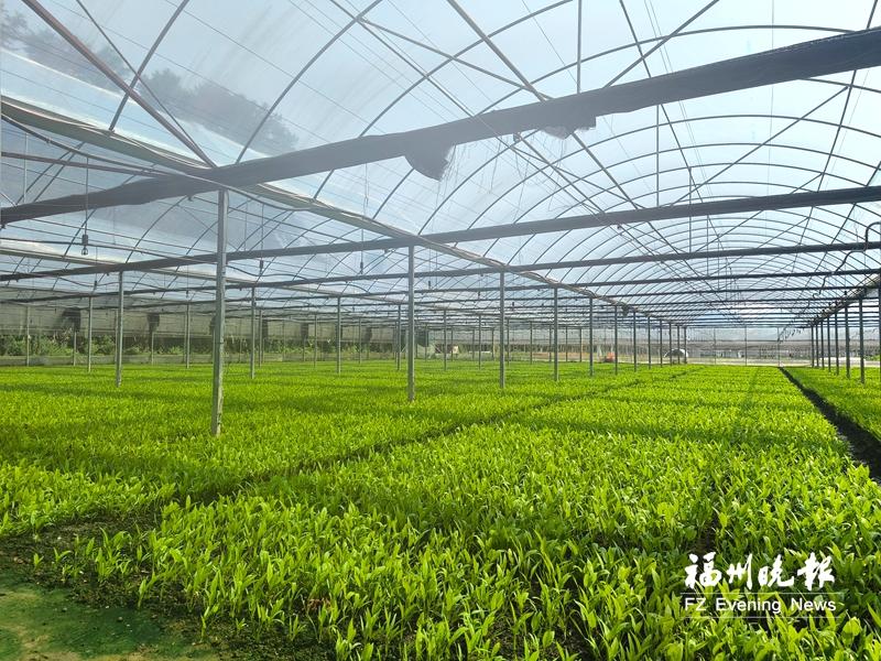 物联网技术为农业发展插上智能翅膀 一键即可为农作物“降温退烧”