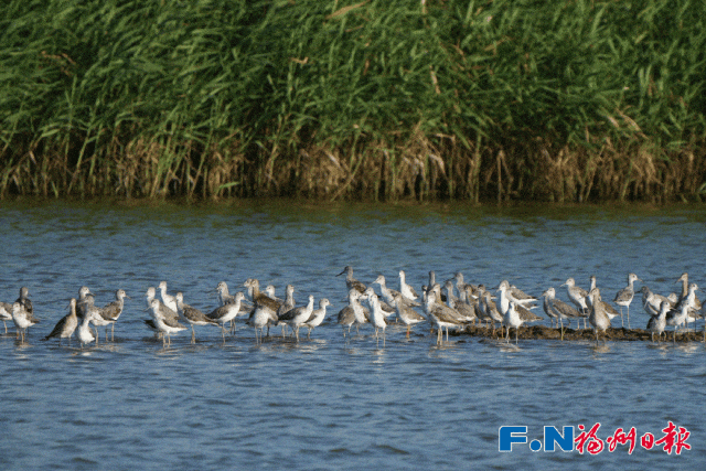 国际湿地城市！福州再获世界级荣誉