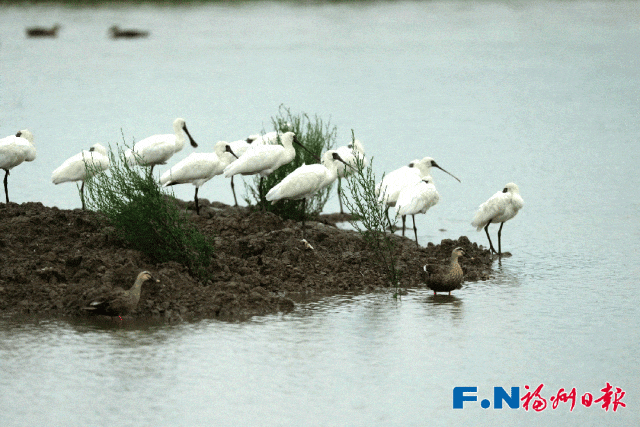 国际湿地城市！福州再获世界级荣誉
