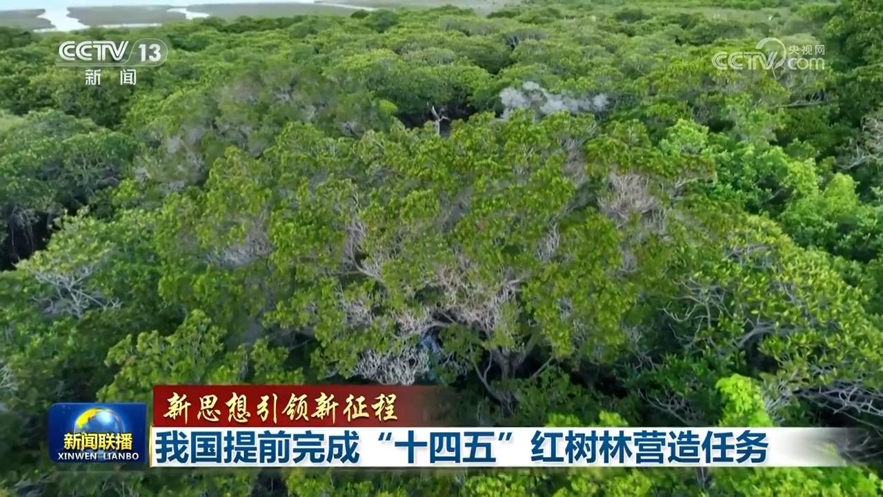 【新思想引领新征程】我国提前完成“十四五”红树林营造任务 【新思想引领新征程】我国提前完成“十四五”红树林营造任务