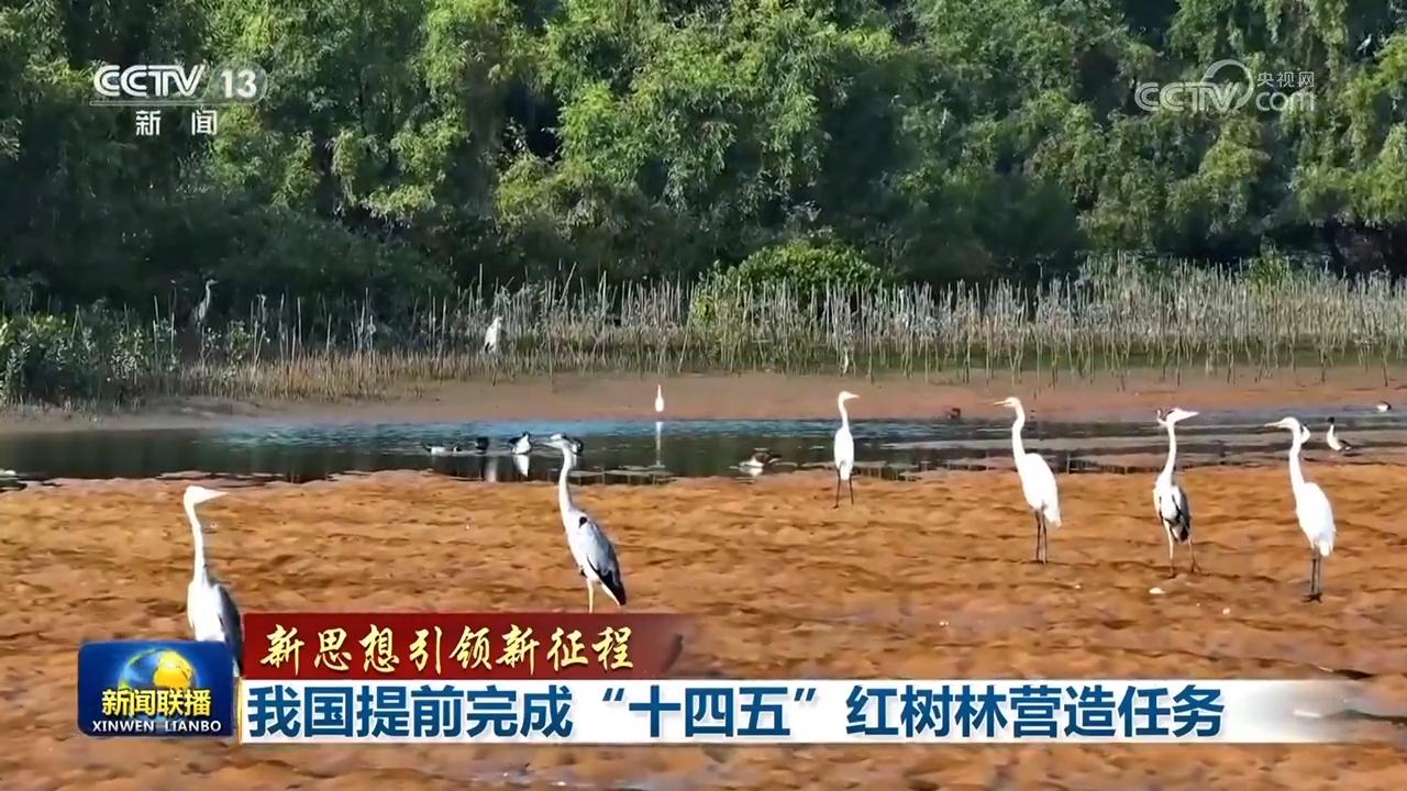 【新思想引领新征程】我国提前完成“十四五”红树林营造任务 【新思想引领新征程】我国提前完成“十四五”红树林营造任务