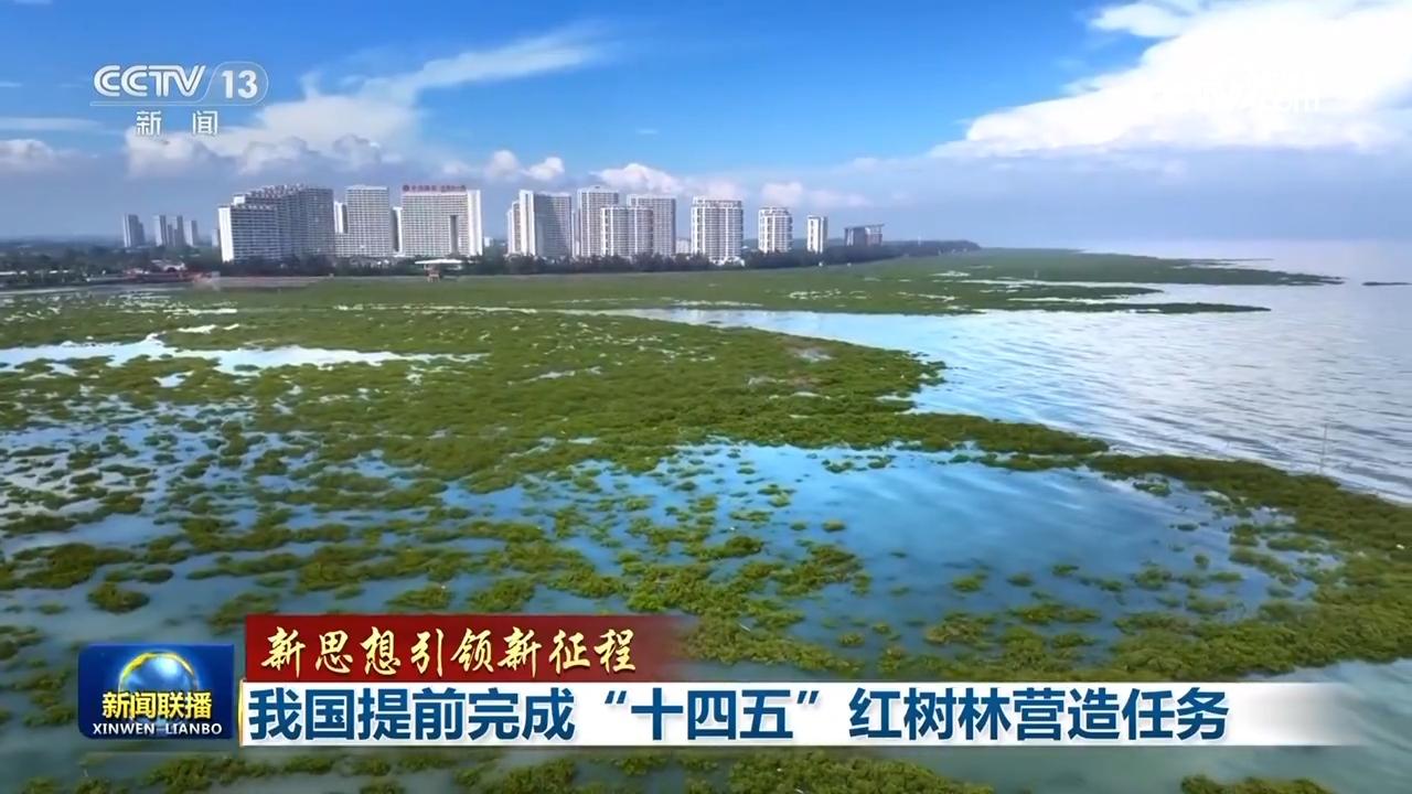 【新思想引领新征程】我国提前完成“十四五”红树林营造任务 【新思想引领新征程】我国提前完成“十四五”红树林营造任务