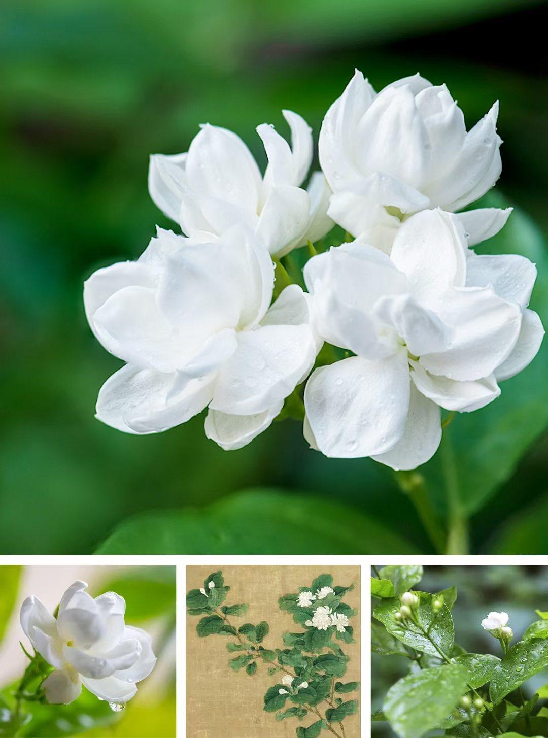 从波斯到福州，一朵东方茉莉的诗意栖居与现代传承