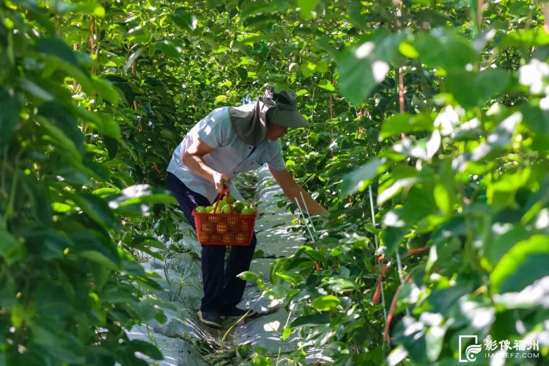 福州夏之“丰”味！尝鲜正当时！