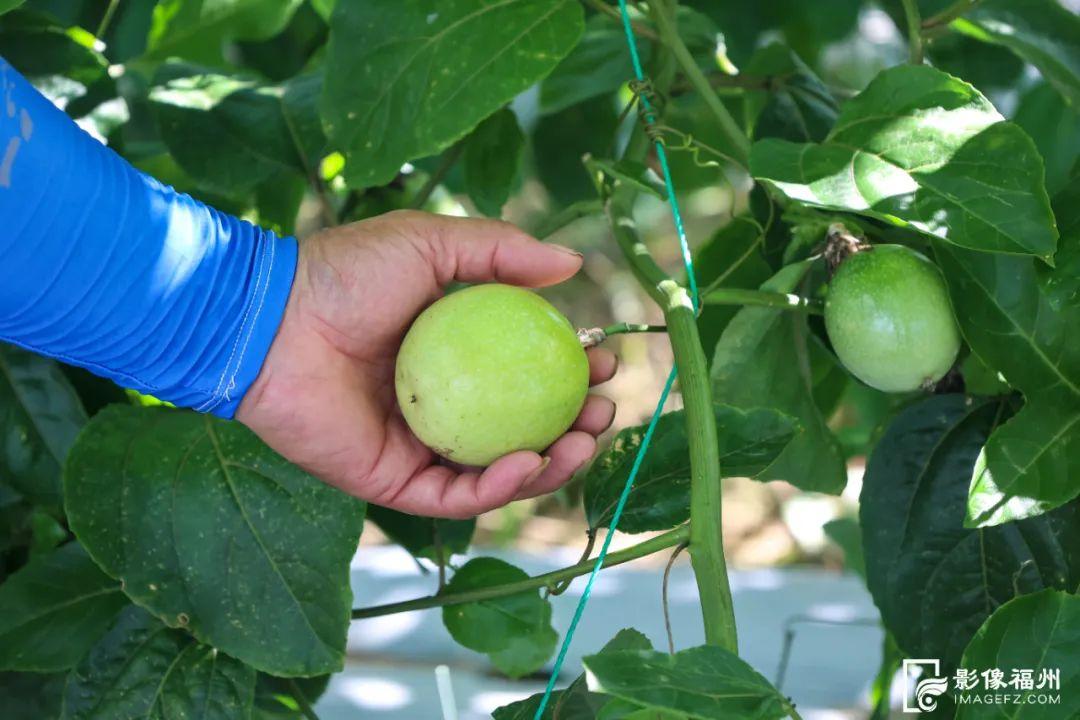 福州夏之“丰”味！尝鲜正当时！