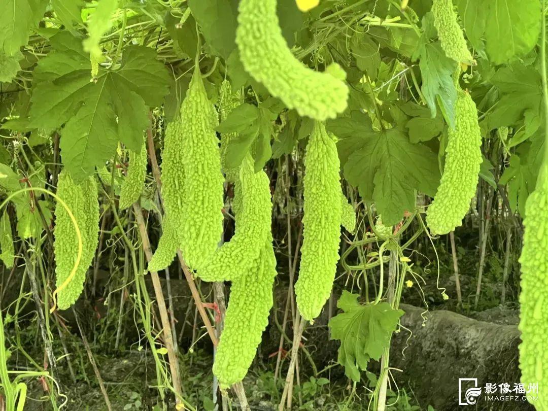 福州夏之“丰”味！尝鲜正当时！
