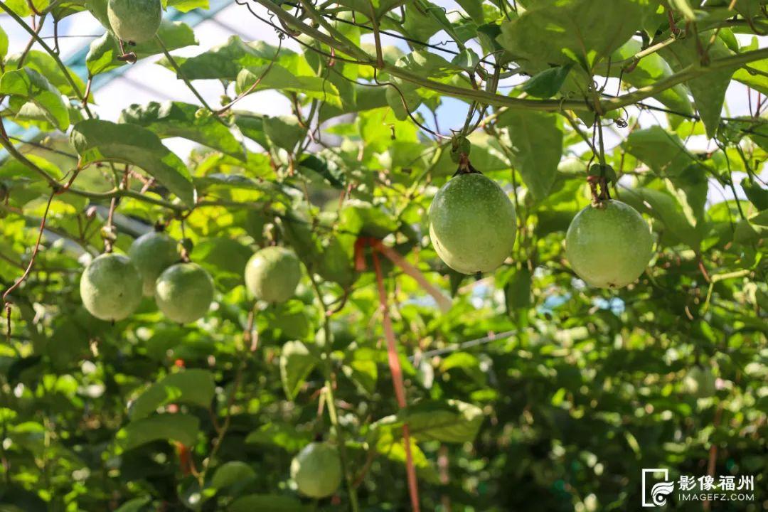 福州夏之“丰”味！尝鲜正当时！