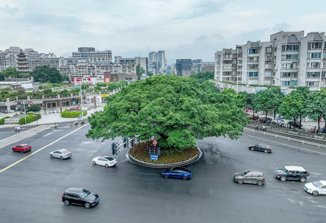 绿荫满城！央视关注福州