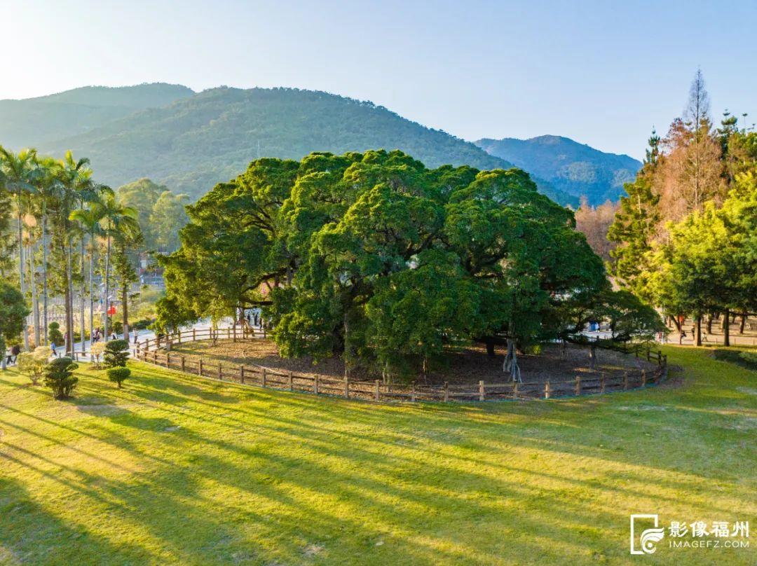 绿荫满城！央视关注福州