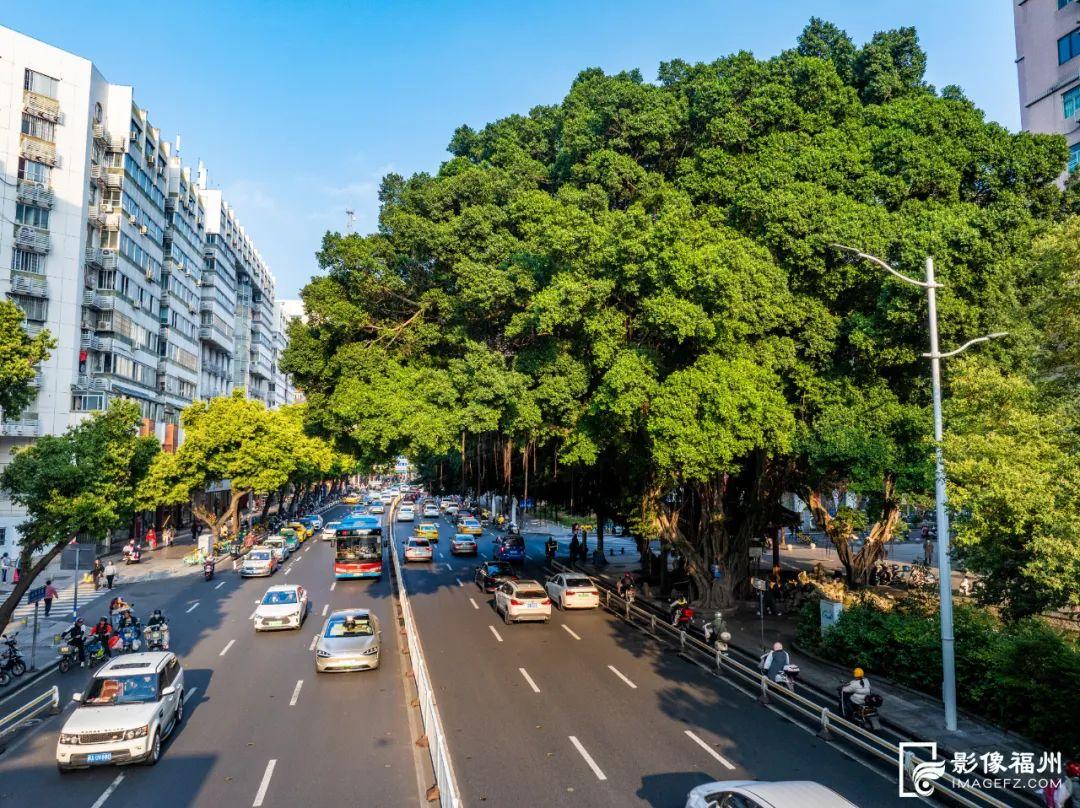 绿荫满城！央视关注福州