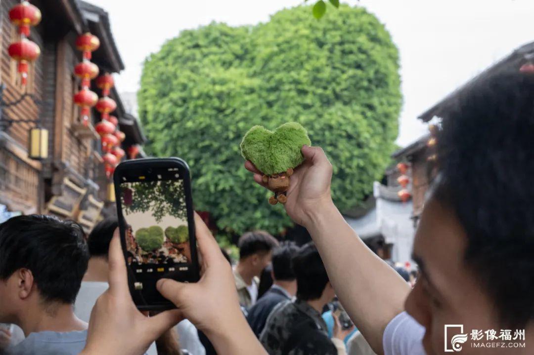 绿荫满城！央视关注福州