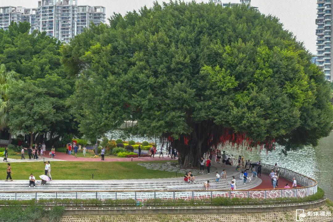 绿荫满城！央视关注福州