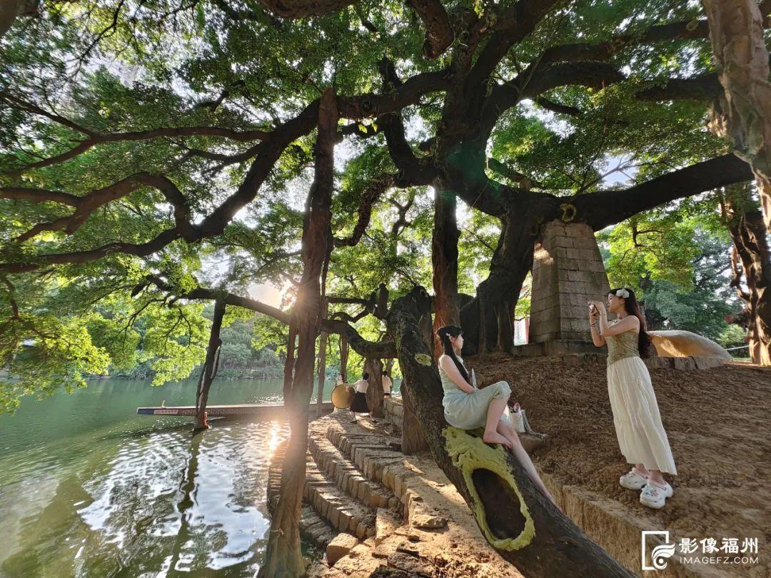 绿荫满城！央视关注福州