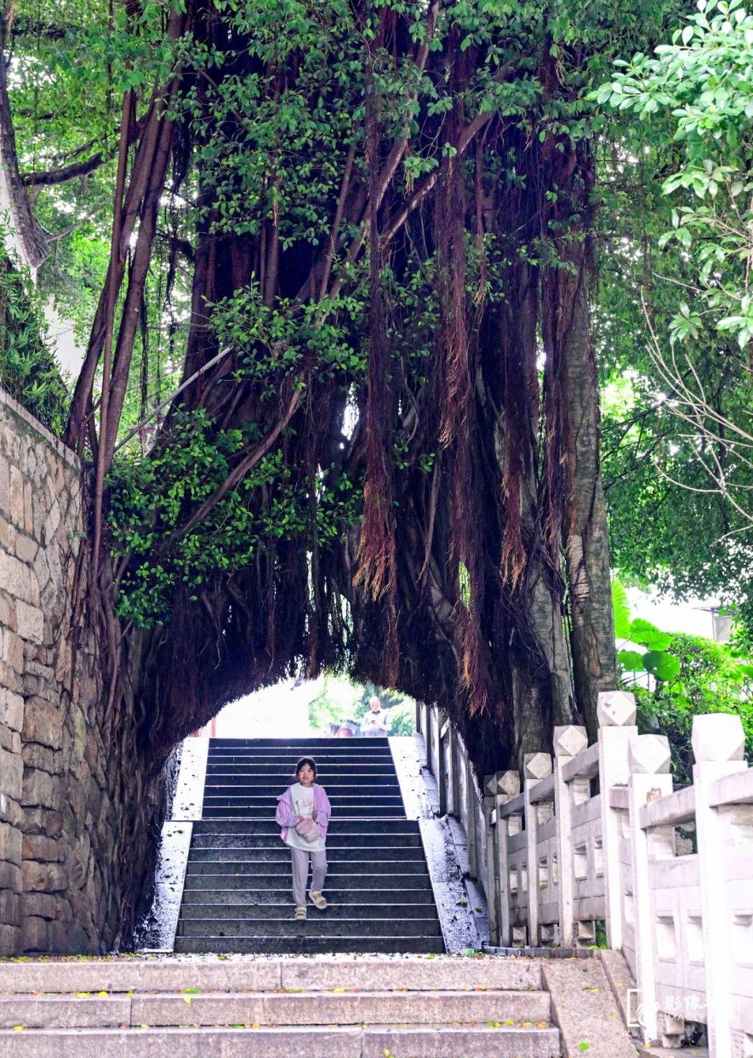 绿荫满城！央视关注福州
