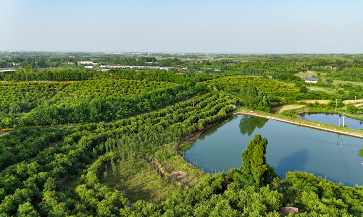 习近平总书记关切事｜让油茶树变成百姓“摇钱树”——把地方特色产业做优做强之三
