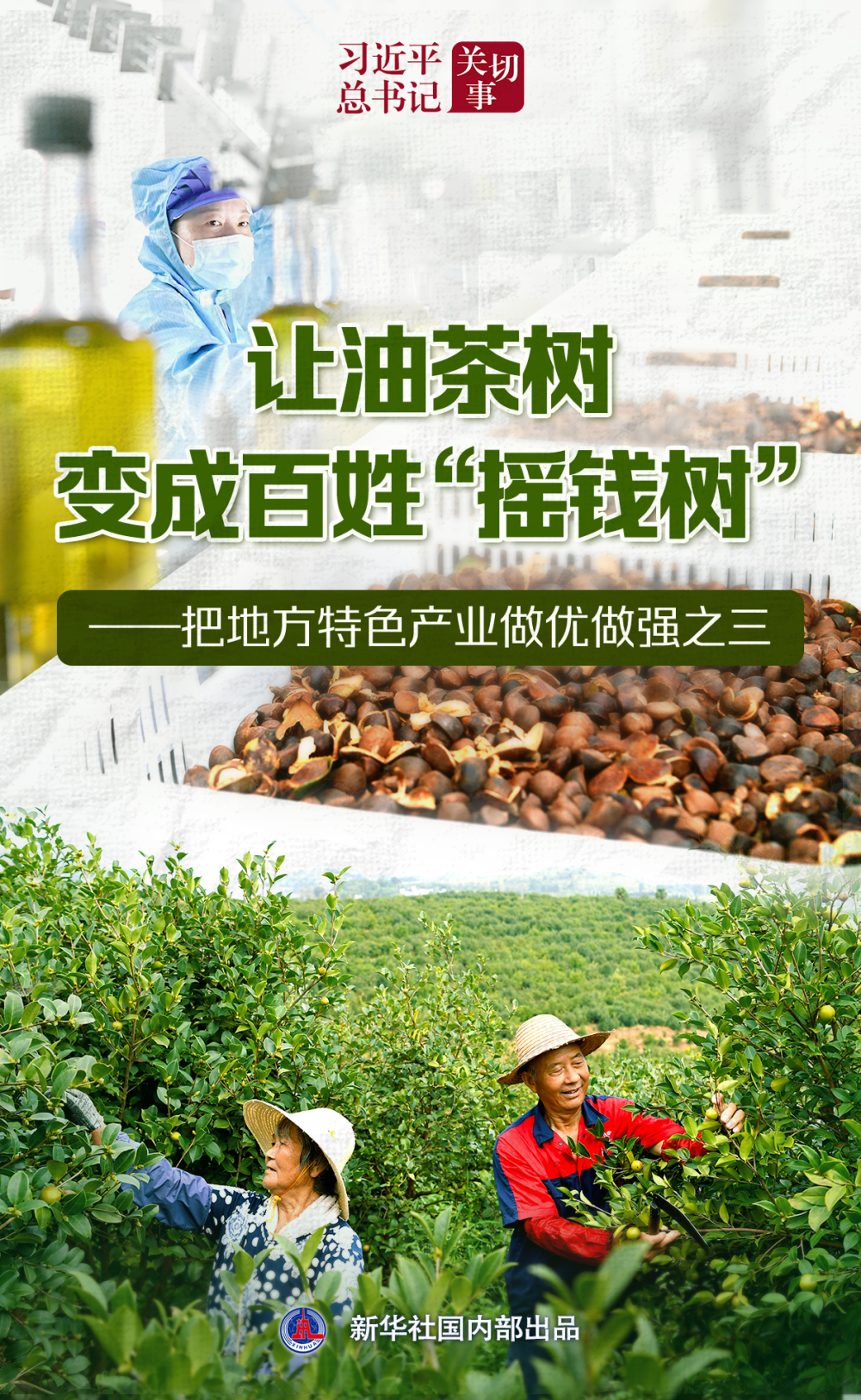 习近平总书记关切事|让油茶树变成百姓“摇钱树”——把地方特色产业做优做强之三 习近平总书记关切事|让油茶树变成百姓“摇钱树”——把地方特色产业做优做强之三